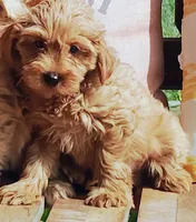 Lucy, a female Miniature Goldendoodle for sale in Hinckley, MN – 1 of 1