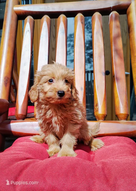 Buddy – Miniature Goldendoodle puppy for sale in Hinckley, MN