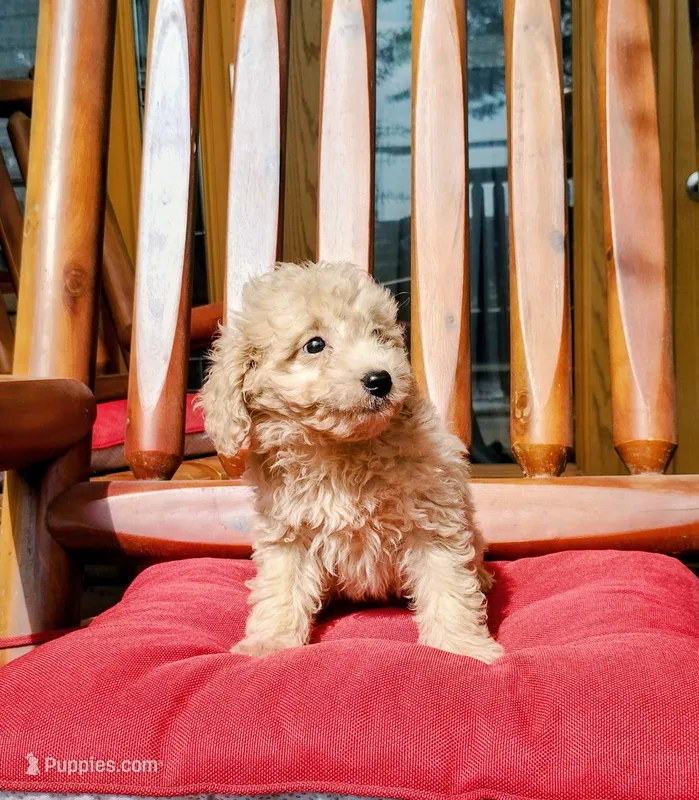 Prince – Miniature Goldendoodle puppy for sale in Hinckley, MN