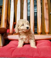 Prince, a male Miniature Goldendoodle for sale in Hinckley, MN – 1 of 1