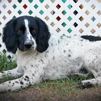 CH Field lines, a male English Springer Spaniel for sale in Great Falls, MT – Photo 1 of 8