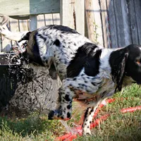CH Field lines, a male English Springer Spaniel for sale in Great Falls, MT – Photo 6 of 8