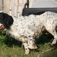 CH Field lines, a male English Springer Spaniel for sale in Great Falls, MT – Photo 4 of 8