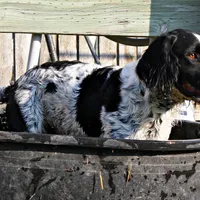 CH Field lines, a male English Springer Spaniel for sale in Great Falls, MT – Photo 7 of 8