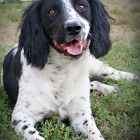 CH Field lines, a male English Springer Spaniel for sale in Great Falls, MT – Photo 8 of 8