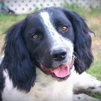 CH Field lines, a male English Springer Spaniel for sale in Great Falls, MT – Photo 2 of 8