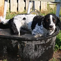 CH Field lines, a male English Springer Spaniel for sale in Great Falls, MT – Photo 5 of 8