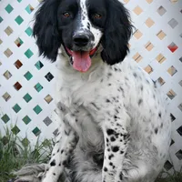 CH Field lines, a male English Springer Spaniel for sale in Great Falls, MT – Photo 3 of 8