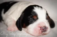 Male#1, a male English Springer Spaniel for sale in Great Falls, MT – Photo 2 of 5