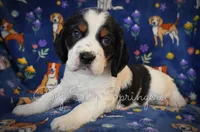 Male#1, a male English Springer Spaniel for sale in Great Falls, MT – Photo 5 of 5
