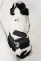 Male#1, a male English Springer Spaniel for sale in Great Falls, MT – Photo 3 of 5