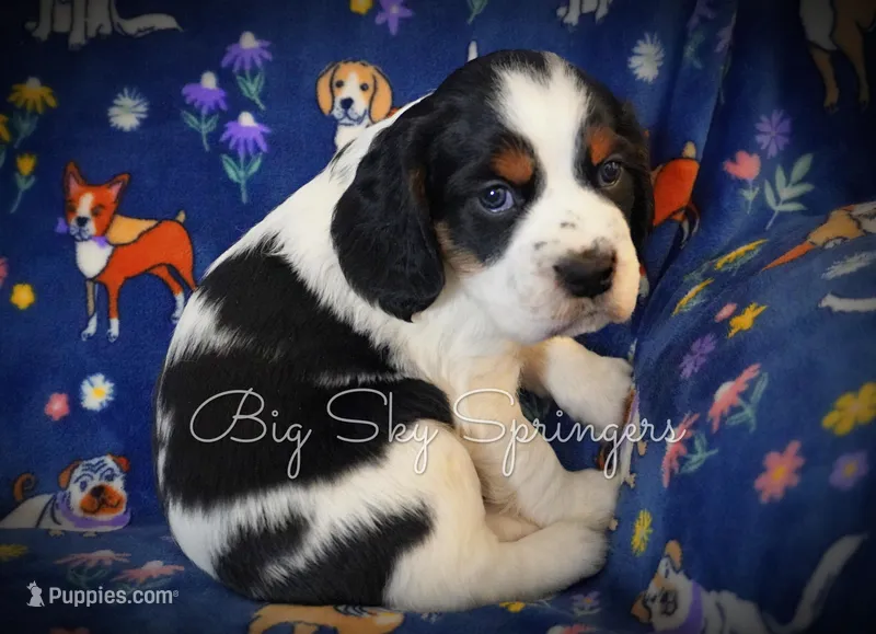 Male#1 – English Springer Spaniel puppy for sale in Great Falls, MT