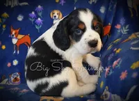 Male#1, a male English Springer Spaniel for sale in Great Falls, MT – Photo 1 of 5