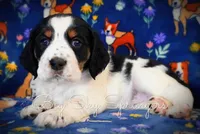 Female#2, a female English Springer Spaniel for sale in Great Falls, MT – Photo 1 of 5