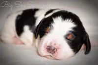 Female#2, a female English Springer Spaniel for sale in Great Falls, MT – Photo 5 of 5