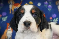 Female#2, a female English Springer Spaniel for sale in Great Falls, MT – Photo 2 of 5