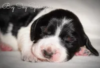 Female#3, a female English Springer Spaniel for sale in Great Falls, MT – Photo 4 of 5