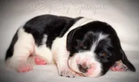 Female#3, a female English Springer Spaniel for sale in Great Falls, MT – Photo 3 of 5