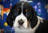 Female#3, a female English Springer Spaniel for sale in Great Falls, MT – Photo 5 of 5