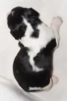 Female#3, a female English Springer Spaniel for sale in Great Falls, MT – Photo 2 of 5