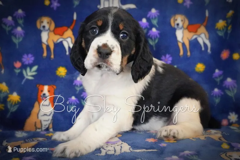 Female#3 – English Springer Spaniel puppy for sale in Great Falls, MT
