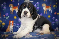 Female#3, a female English Springer Spaniel for sale in Great Falls, MT – Photo 1 of 5