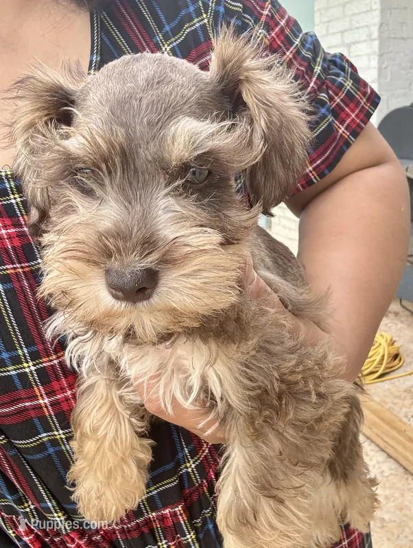 Male 3 – Miniature Schnauzer puppy for sale in Piedmont, OK