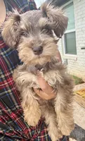 Male 3, a male Miniature Schnauzer for sale in Piedmont, OK – 2 of 2