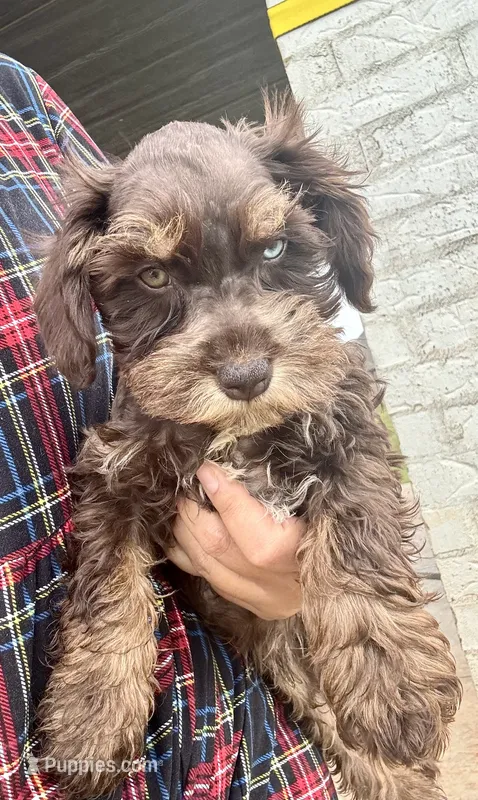 Male 2 Colored Eyes – Miniature Schnauzer puppy for sale in Piedmont, OK