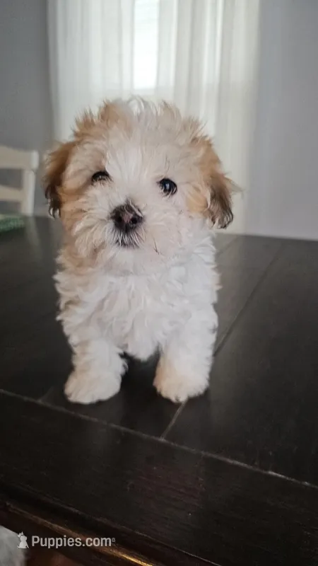 Leah – Havachon puppy for sale in Fairborn, OH