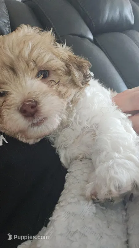 Levi – Havachon puppy for sale in Fairborn, OH