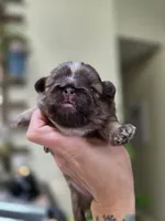 Alex, a male Shih Tzu for sale in Lancaster, OH – 6 of 10