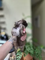 Alex, a male Shih Tzu for sale in Lancaster, OH – 7 of 10