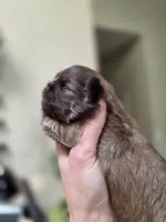 Alex, a male Shih Tzu for sale in Lancaster, OH – 5 of 10
