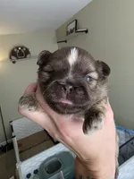 Alex, a male Shih Tzu for sale in Lancaster, OH – 2 of 10