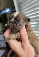 Alex, a male Shih Tzu for sale in Lancaster, OH – 9 of 10