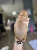 Alex, a male Shih Tzu for sale in Lancaster, OH – 10 of 10