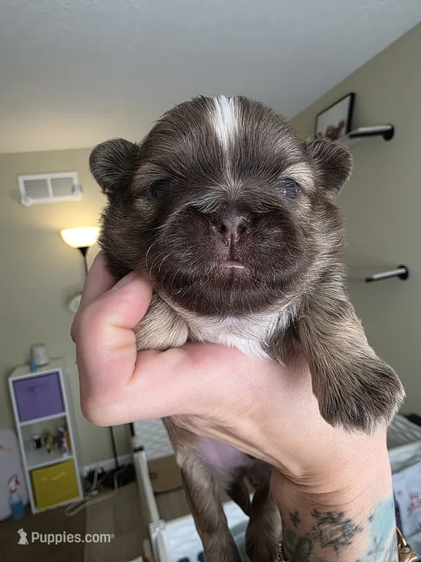 Alex – Shih Tzu puppy for sale in Lancaster, OH