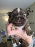 Alex, a male Shih Tzu for sale in Lancaster, OH – 1 of 10