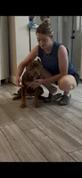 GHB’s Zarrah, a female American Bully for sale in Saint Cloud, FL – 2 of 4