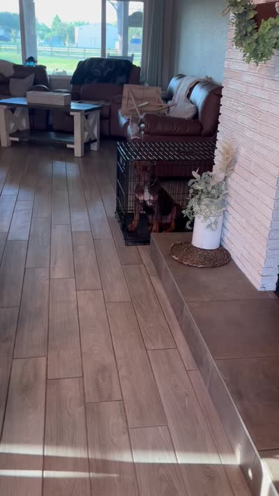 GHB’s Zarrah, a female American Bully for sale in Saint Cloud, FL – 4 of 4