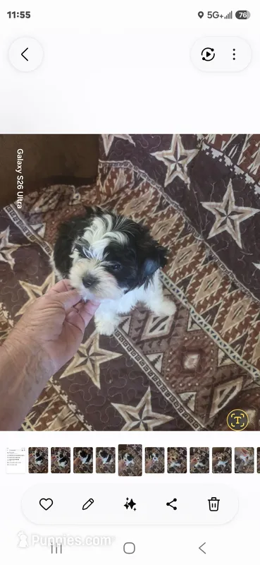 Sammi  – Yorkshire Terrier puppy for sale in Wichita, KS