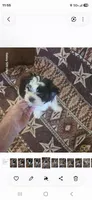 Sammi , a male Yorkshire Terrier for sale in Wichita, KS – 1 of 3