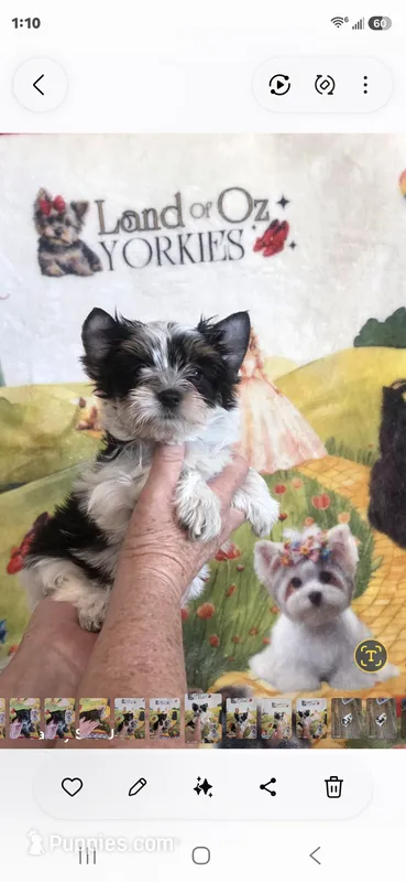 Trinity G 2 – Yorkshire Terrier puppy for sale in Wichita, KS