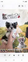 Trinity G 2, a female Yorkshire Terrier for sale in Wichita, KS – 1 of 2