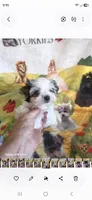 Trin M 2, a male Yorkshire Terrier for sale in Wichita, KS – 2 of 2