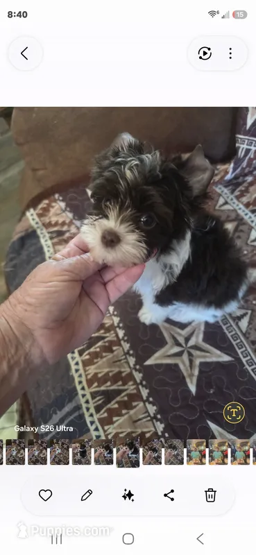 Elli – Yorkshire Terrier puppy for sale in Wichita, KS
