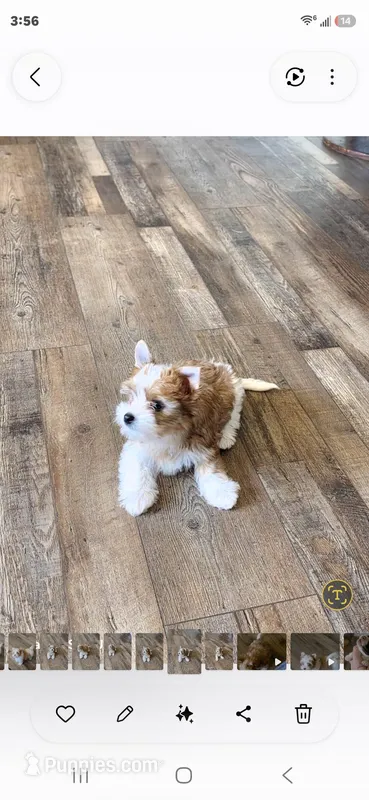 Harmony Male – Yorkshire Terrier puppy for sale in Wichita, KS