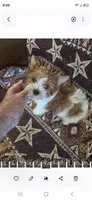 Sampson, a male Yorkshire Terrier for sale in Wichita, KS – 2 of 3