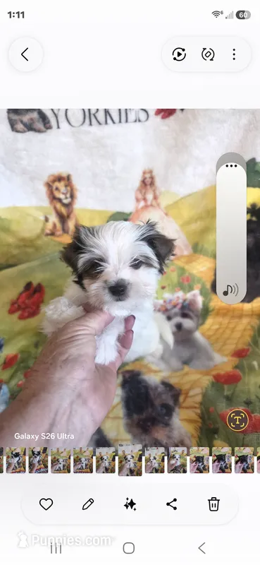 Trin M 2 – Yorkshire Terrier puppy for sale in Wichita, KS